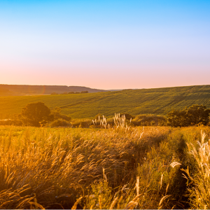 road-fields-illuminated-by-sun-fields-hills-summer-evening 2